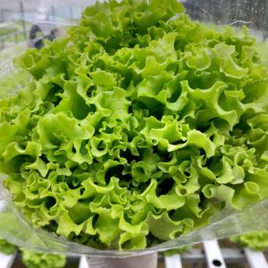 Lechuga Francesa Hidroponia x unid
