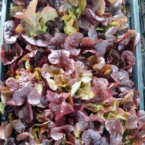 Lechuga Morada Hidroponia x unid